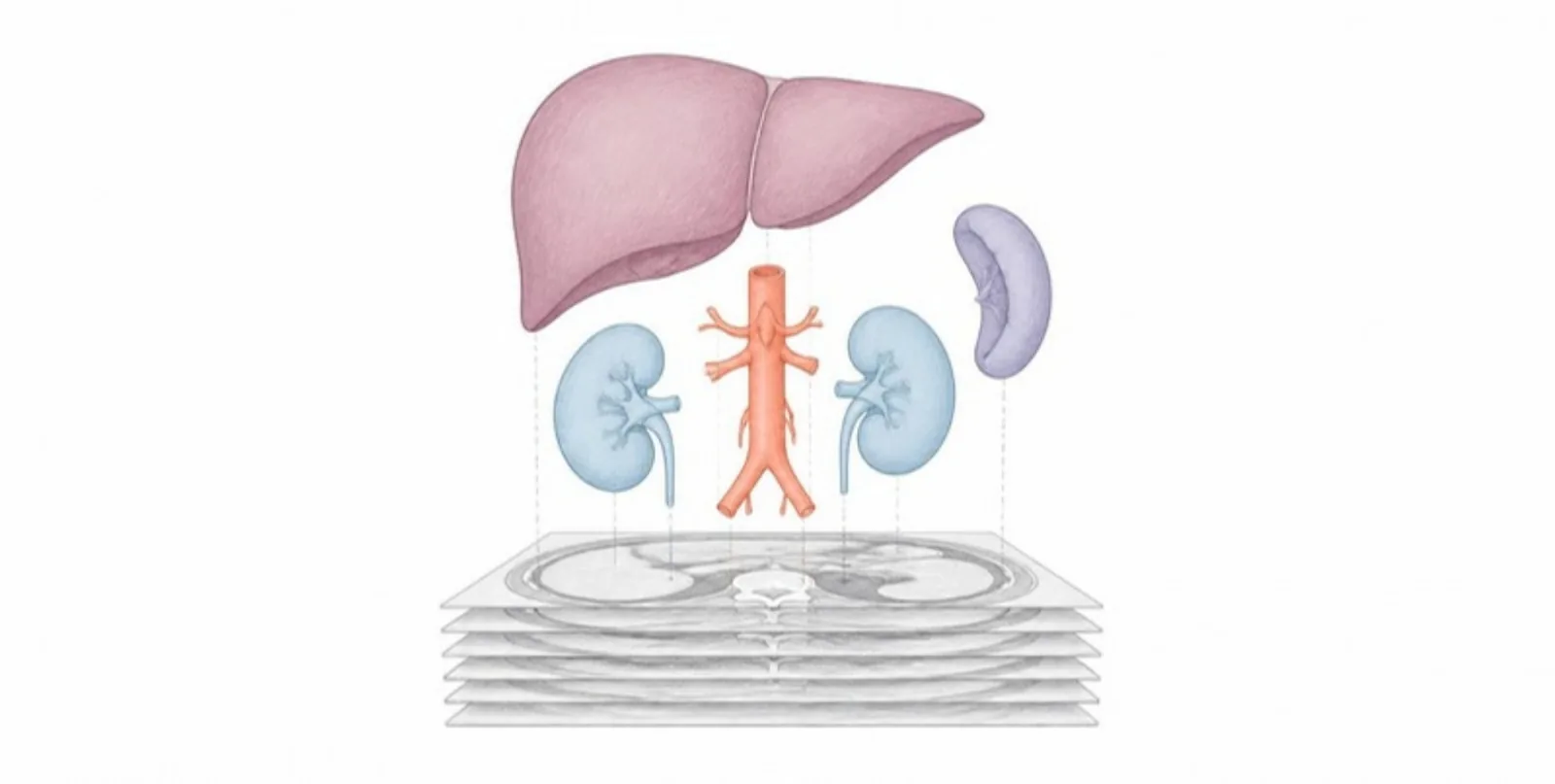 Segmented abdominal organs floating above scan slices