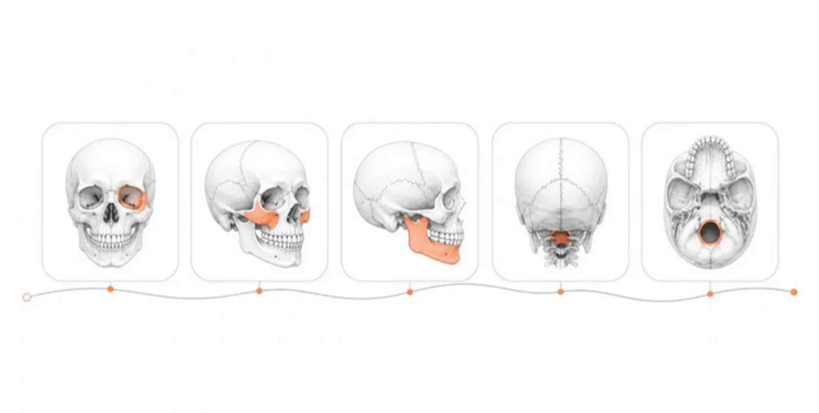 Five saved views of a skull connected as a guided tour